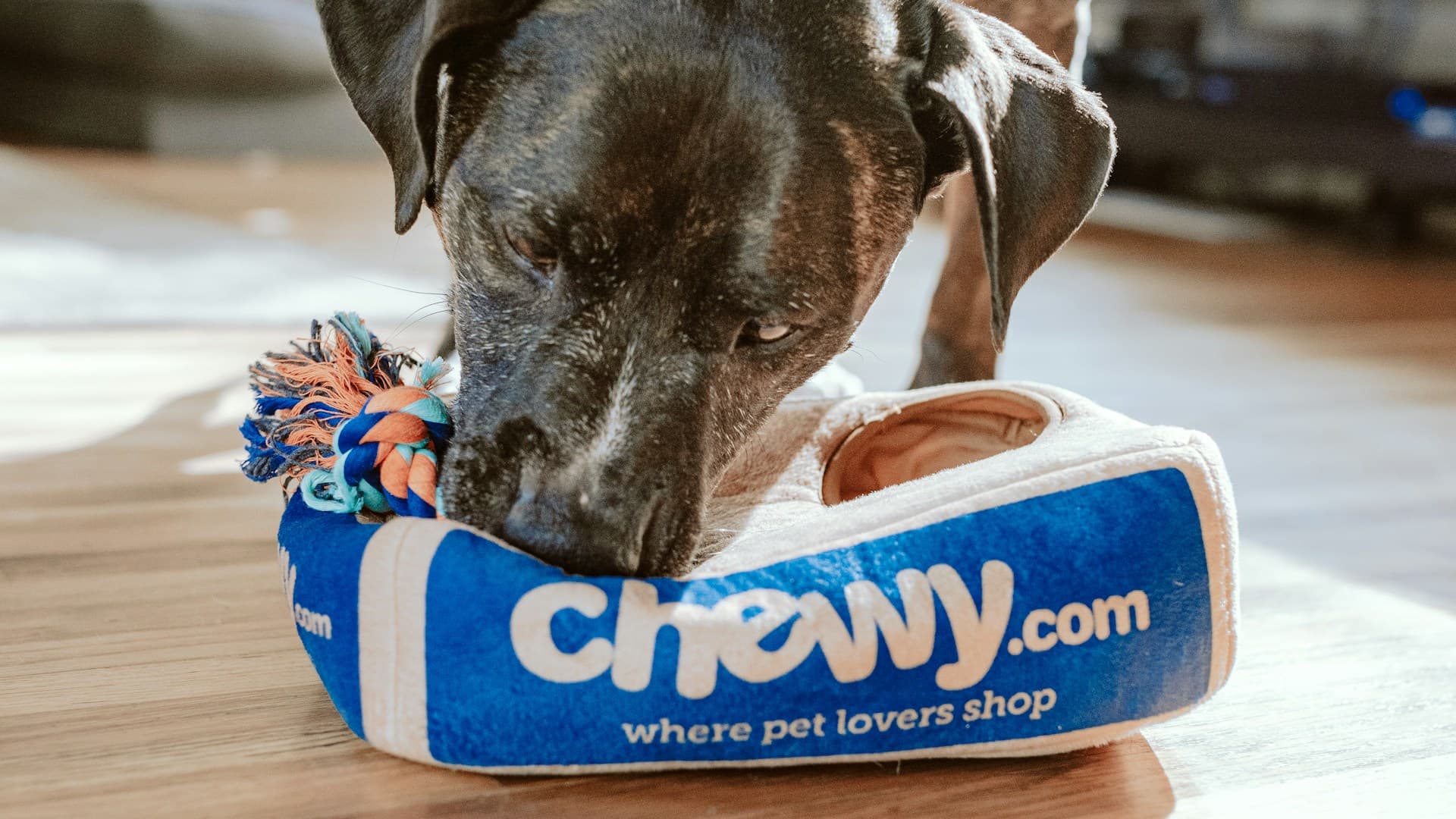 فنادق الحيوانات الأليفة والإيواء